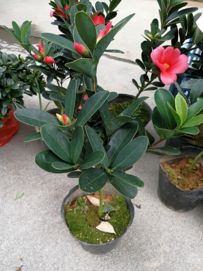 四季茶花盆栽山茶花茶花四季杜鹃花四季茶花基地直发四季桂花