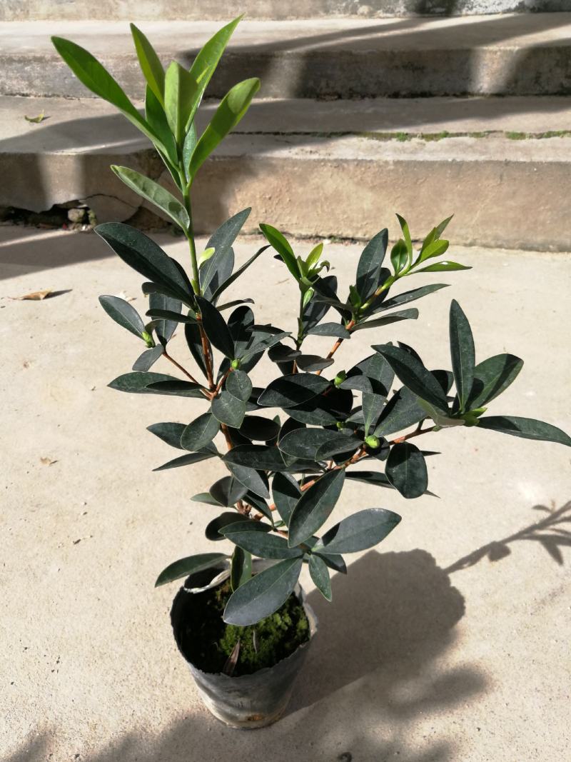 四季茶花盆栽山茶花茶花四季杜鹃花四季茶花基地直发四季桂花