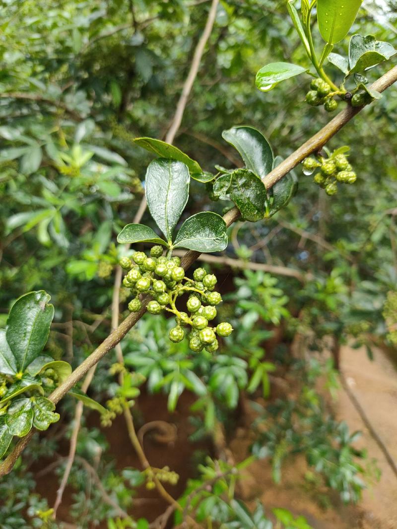 九叶青，花椒，成熟。新鲜椒出售