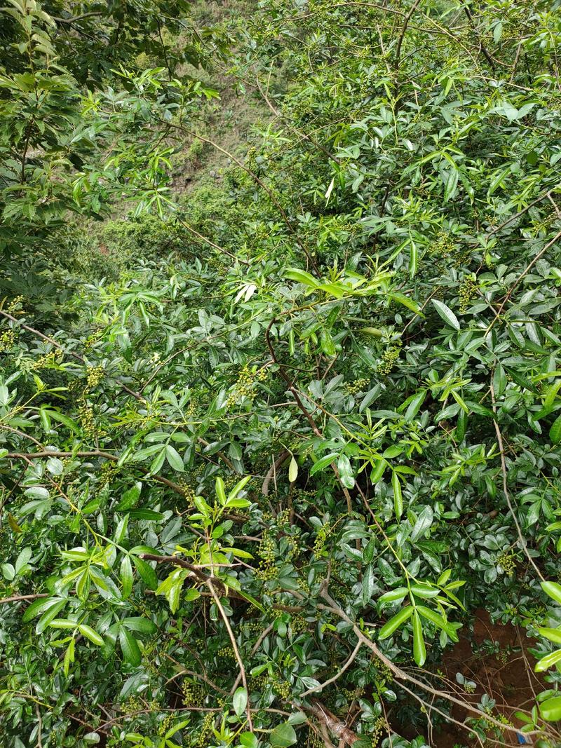 九叶青，花椒，成熟。新鲜椒出售