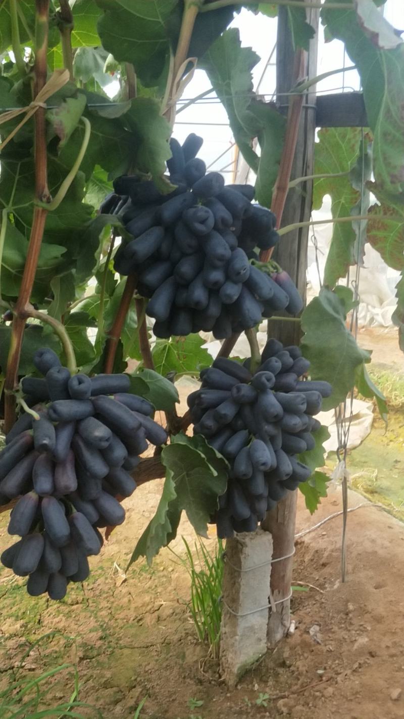 河北《甜蜜蓝宝石供应》