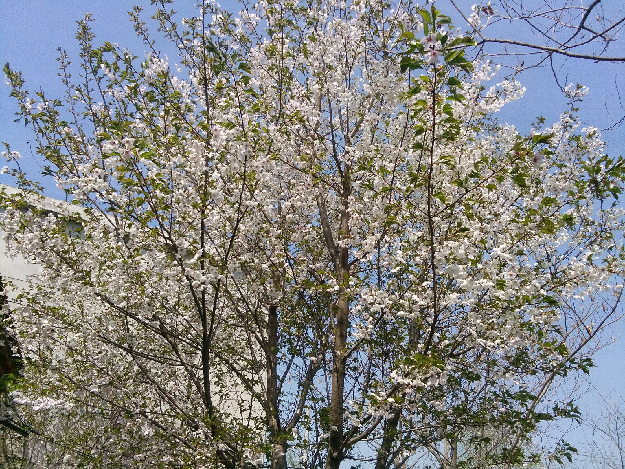 一棵盛开白色樱花的樱桃树,枝头布满密集的五瓣花朵,背景为春日晴朗天空,地面有零星落花,展现春季盛花期景象 樱桃树春季开花全景图