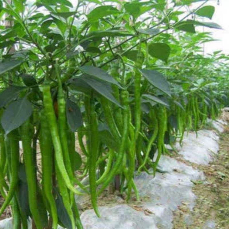 鲜辣椒薄皮椒长线椒泡椒301各种辣椒批量上市