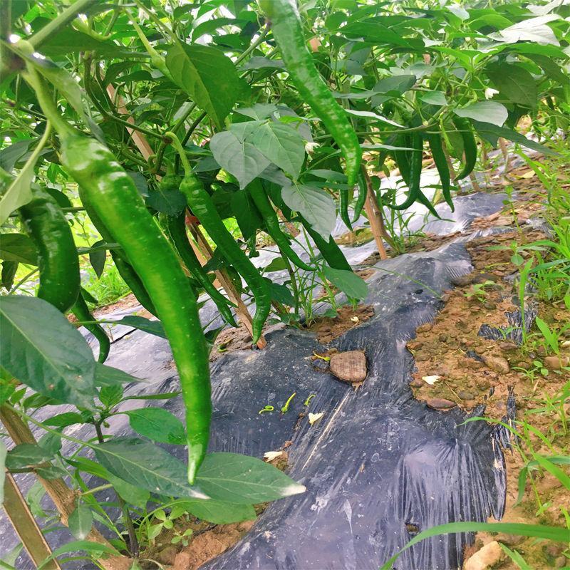 鲜辣椒薄皮椒长线椒泡椒301各种辣椒批量上市