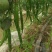 鲜辣椒薄皮椒长线椒泡椒301各种辣椒批量上市