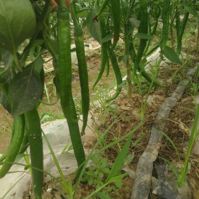 鲜辣椒薄皮椒长线椒泡椒301各种辣椒批量上市