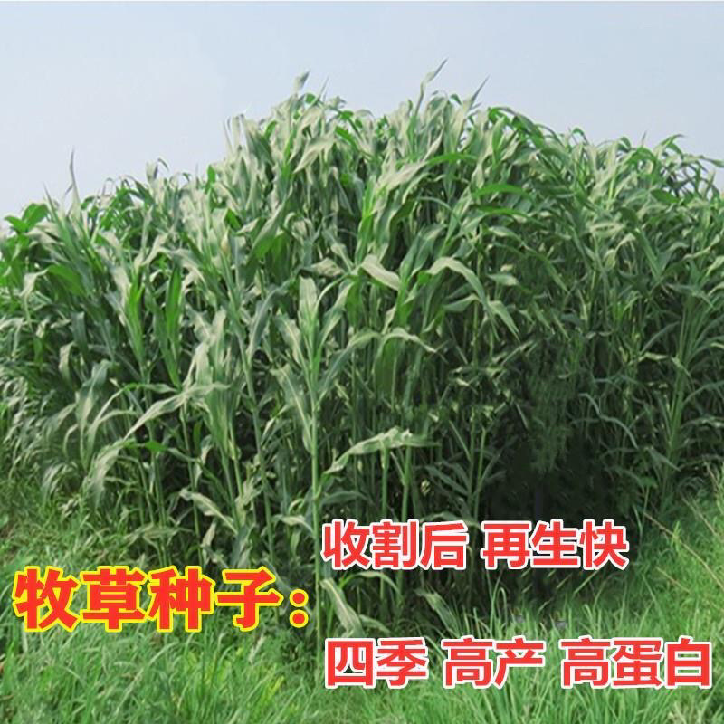 杂交甜象草种子芽率90%高产多年生牧草种子每亩4斤