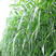 杂交甜象草种子芽率90%高产多年生牧草种子每亩4斤