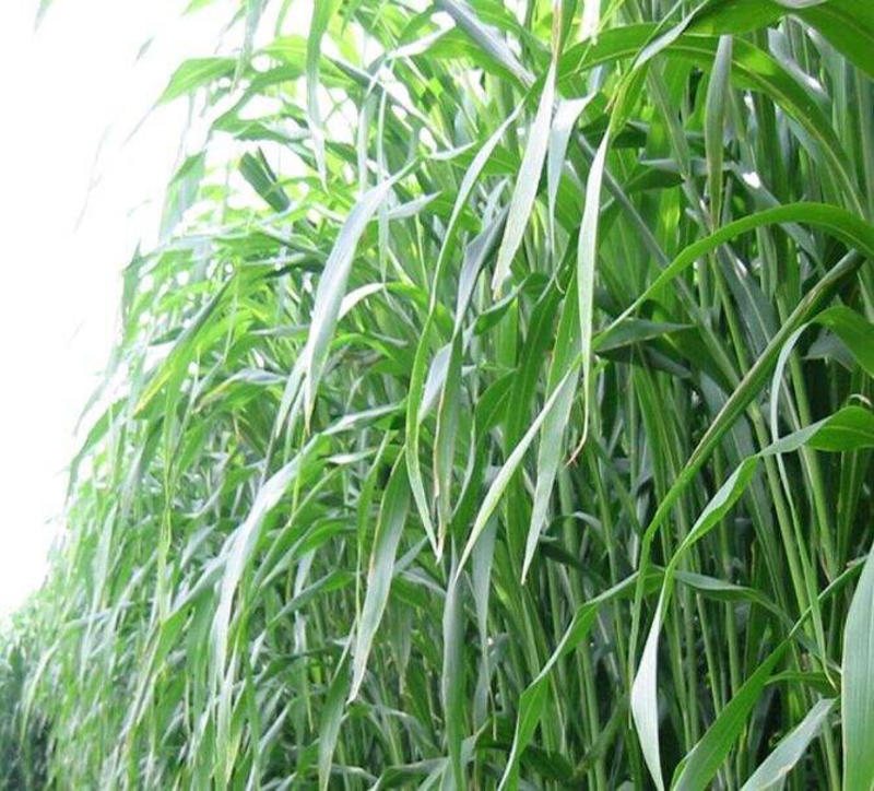 杂交甜象草种子芽率90%高产多年生牧草种子每亩4斤