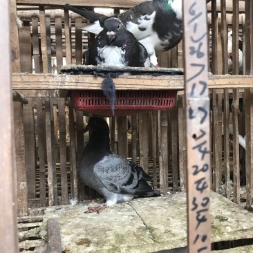 精品肉鸽、鸽子（乳鸽、淘汰老鸽，）批发养殖基地直供货源