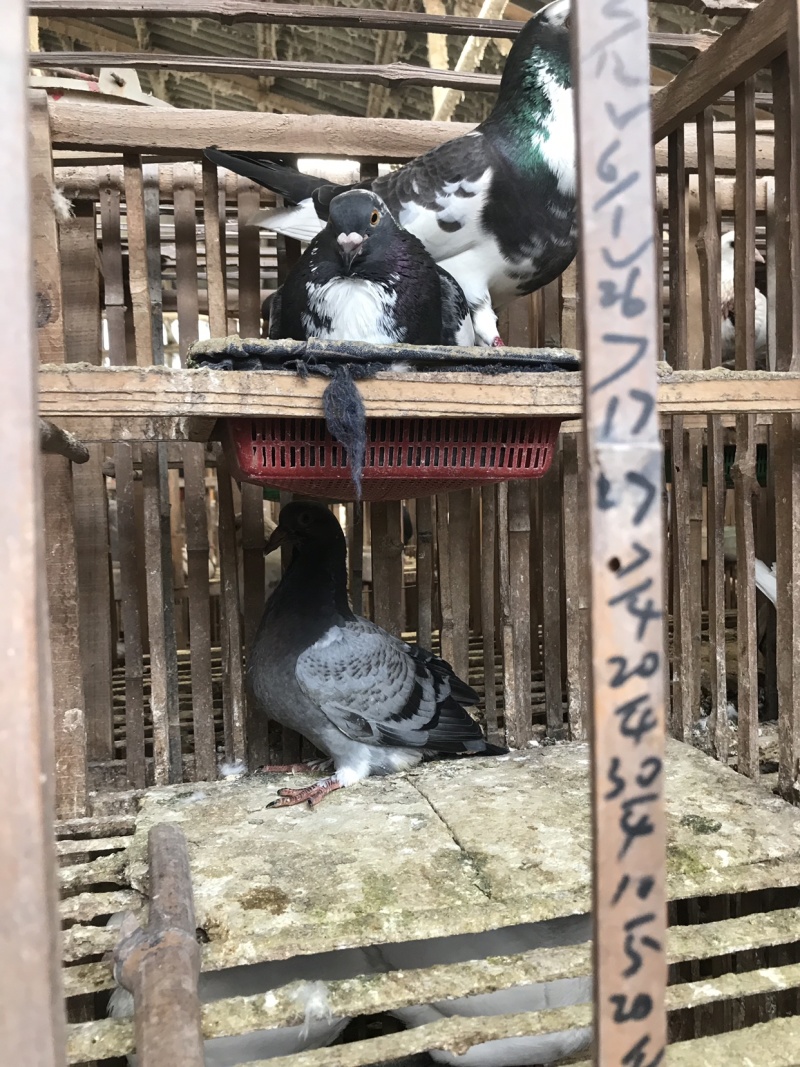 精品肉鸽、鸽子（乳鸽、淘汰老鸽，）批发养殖基地直供货源