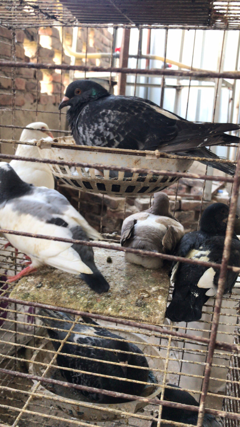 精品肉鸽、鸽子（乳鸽、淘汰老鸽，）批发养殖基地直供货源