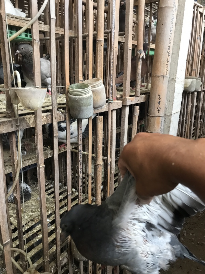 精品肉鸽、鸽子（乳鸽、淘汰老鸽，）批发养殖基地直供货源