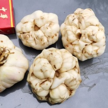 热销正宗无公害宜兴卷单百合，产地直销可视频看货全国供应