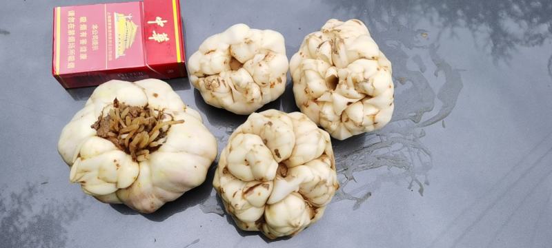 热销正宗无公害宜兴卷单百合，产地直销可视频看货全国供应