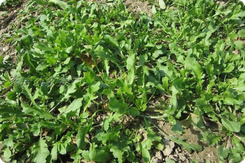 天然野生荠荠菜种子耐热耐旱耐寒地方野菜品种
