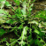 天然野生荠荠菜种子耐热耐旱耐寒地方野菜品种