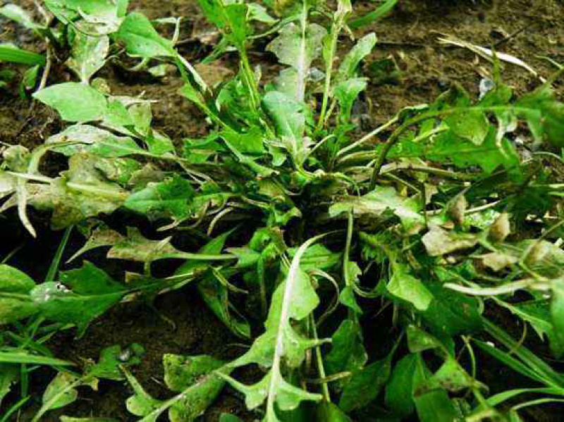 天然野生荠荠菜种子耐热耐旱耐寒地方野菜品种