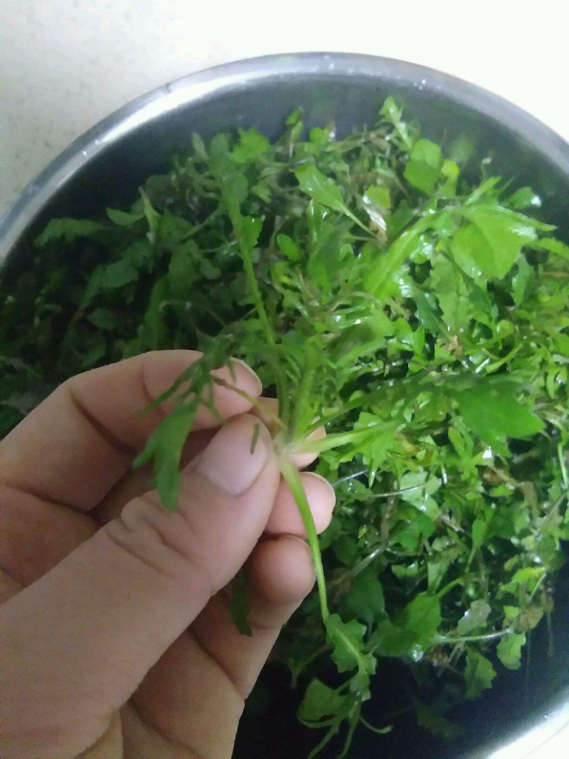 天然野生荠荠菜种子耐热耐旱耐寒地方野菜品种