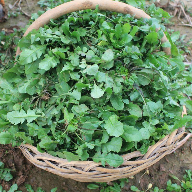 天然野生荠荠菜种子耐热耐旱耐寒地方野菜品种
