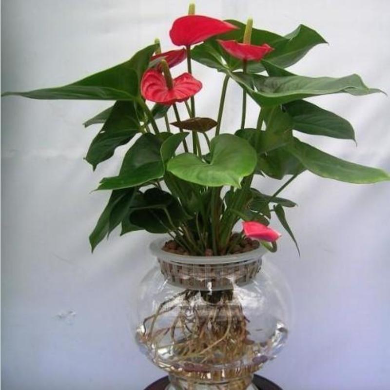 红掌盆栽净化空气美化环境适合家庭办公室种养可水培