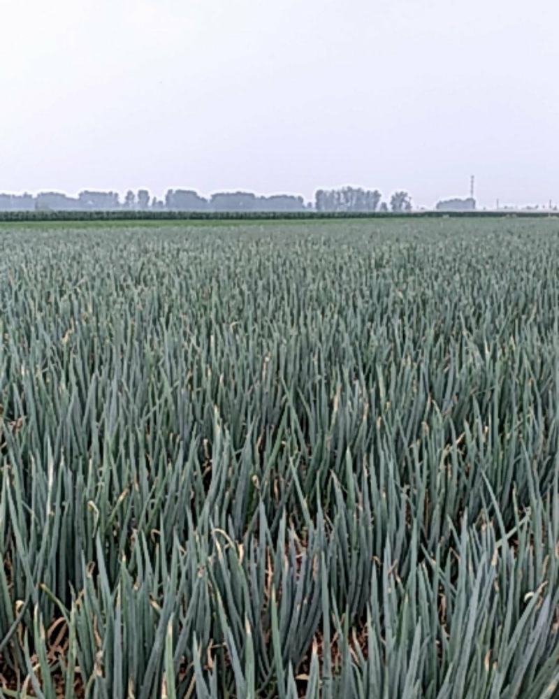 河南大葱，日本钢葱，基地直供。视频看货，线上保障交易。