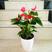 红掌盆栽净化空气美化环境适合家庭办公室种养可水培
