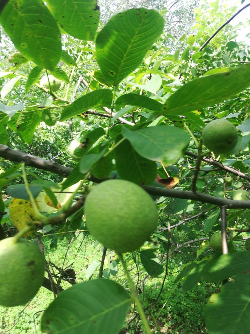 百亩青核桃基地，正在上市