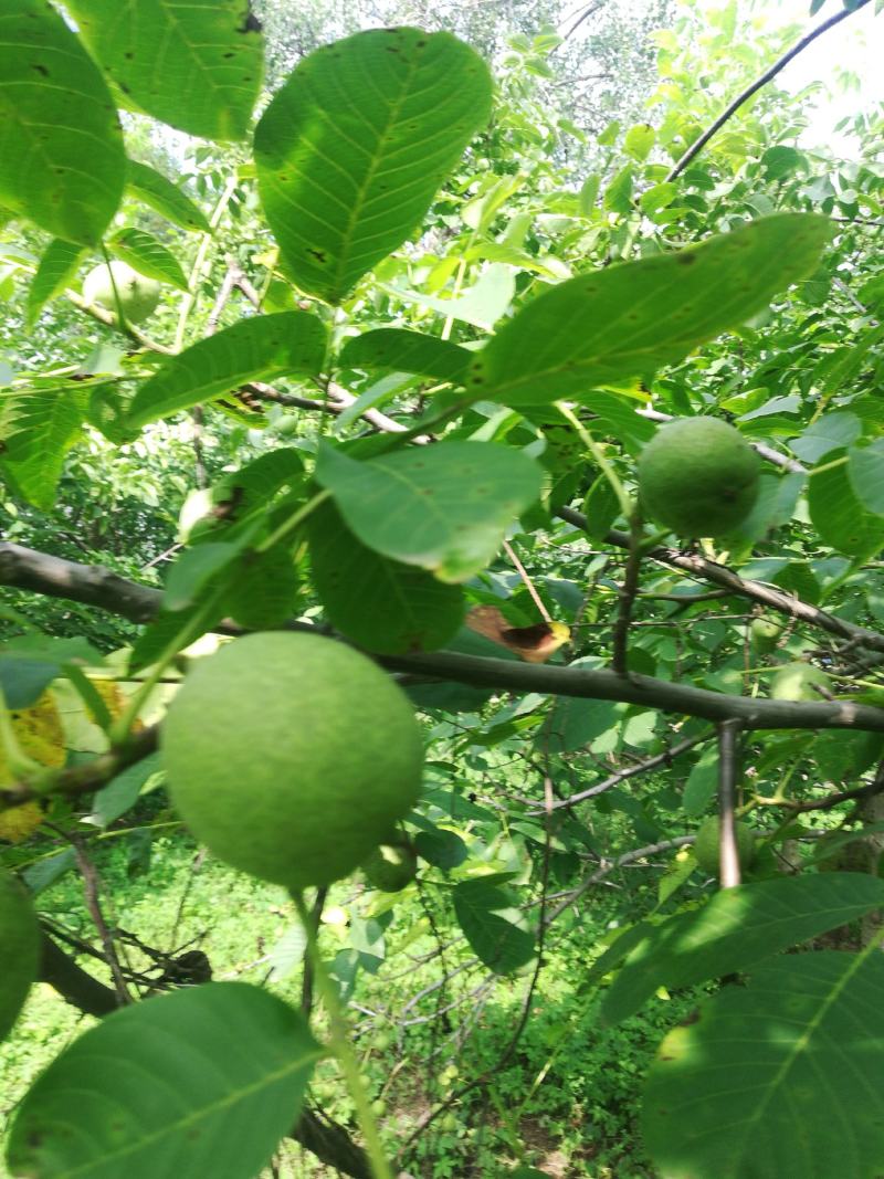 百亩青核桃基地，正在上市