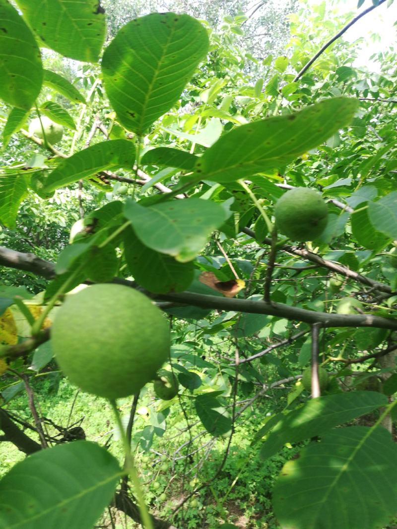 百亩青核桃基地，正在上市