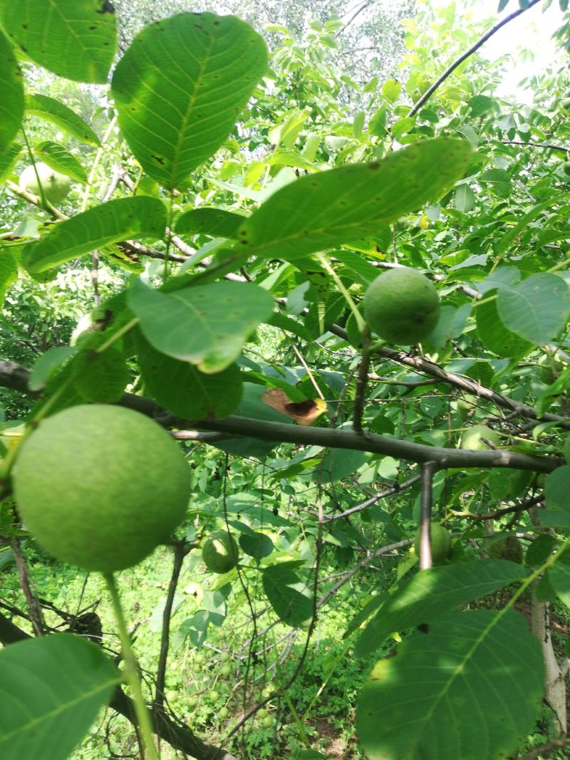 百亩青核桃基地，正在上市