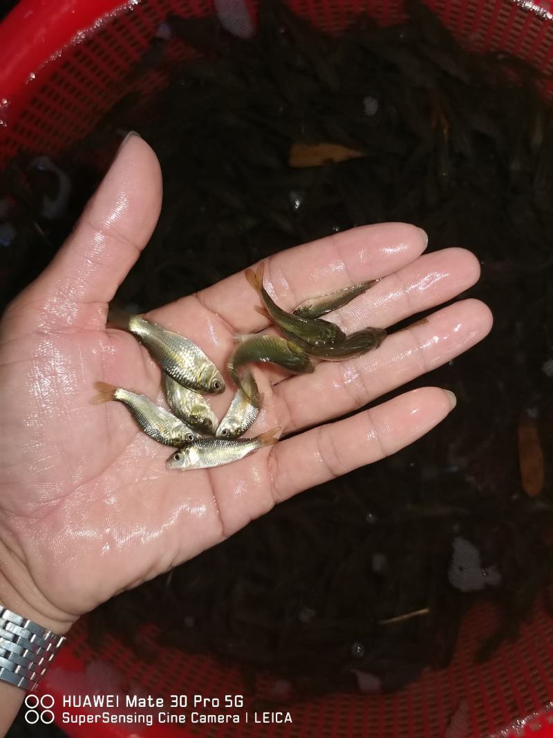 鲤鱼苗身子长长速快效益好包质包量包安全送