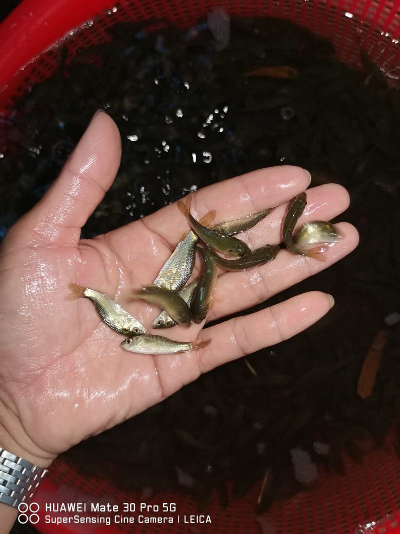 鲤鱼苗身子长长速快效益好包质包量包安全送