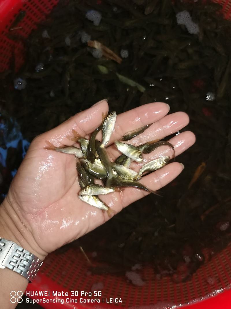 鲤鱼苗身子长长速快效益好包质包量包安全送
