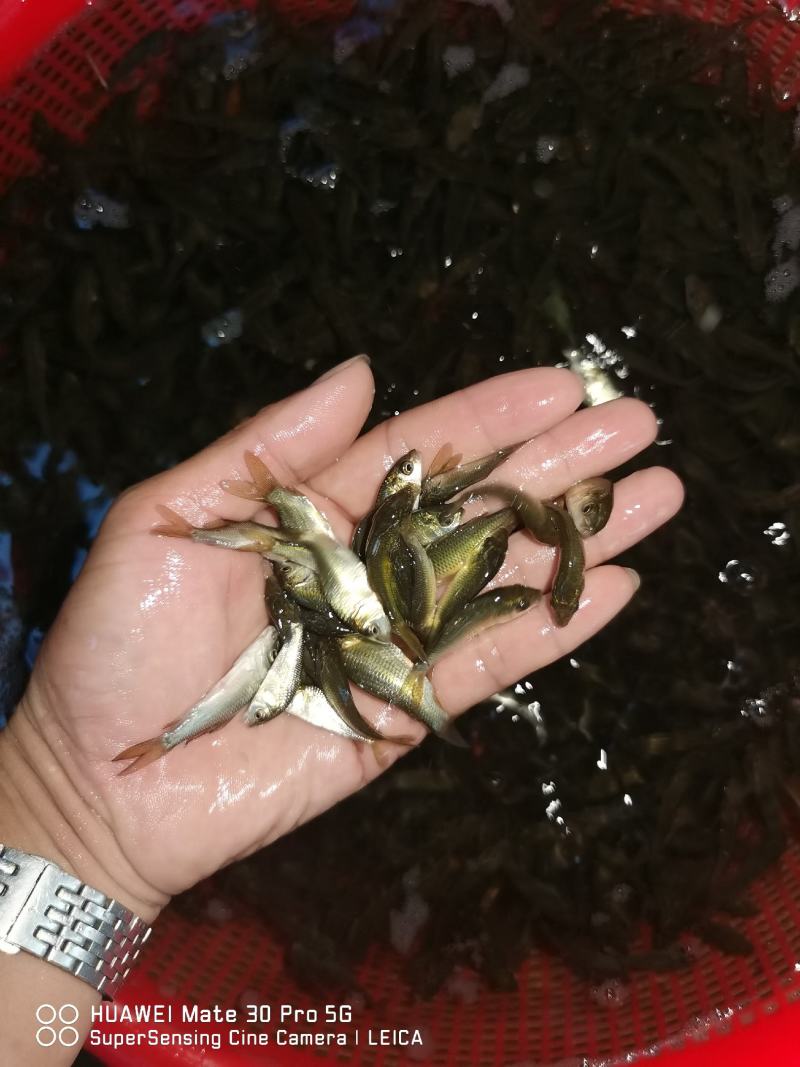 鲤鱼苗身子长长速快效益好包质包量包安全送