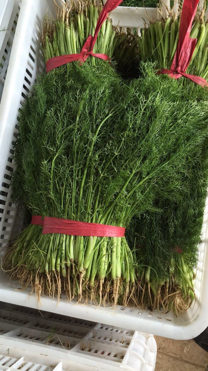 【推荐】精品茴香河北茴香大量上市产地直销