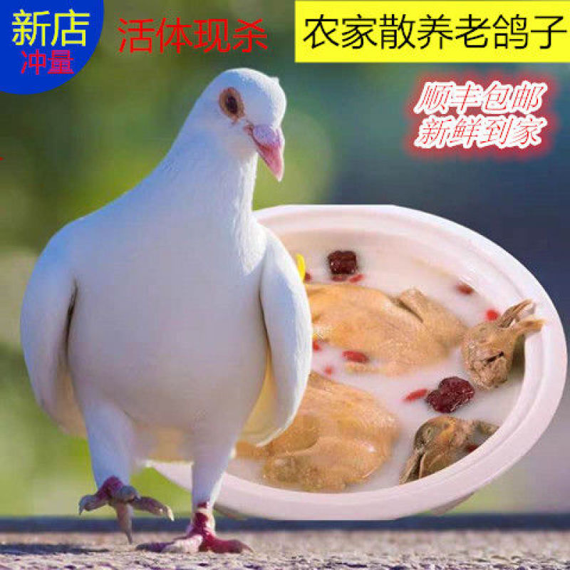 散养鸽子价格不高