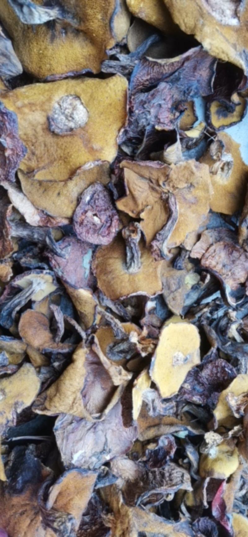 精品松蘑烤干块大肉厚全国发货