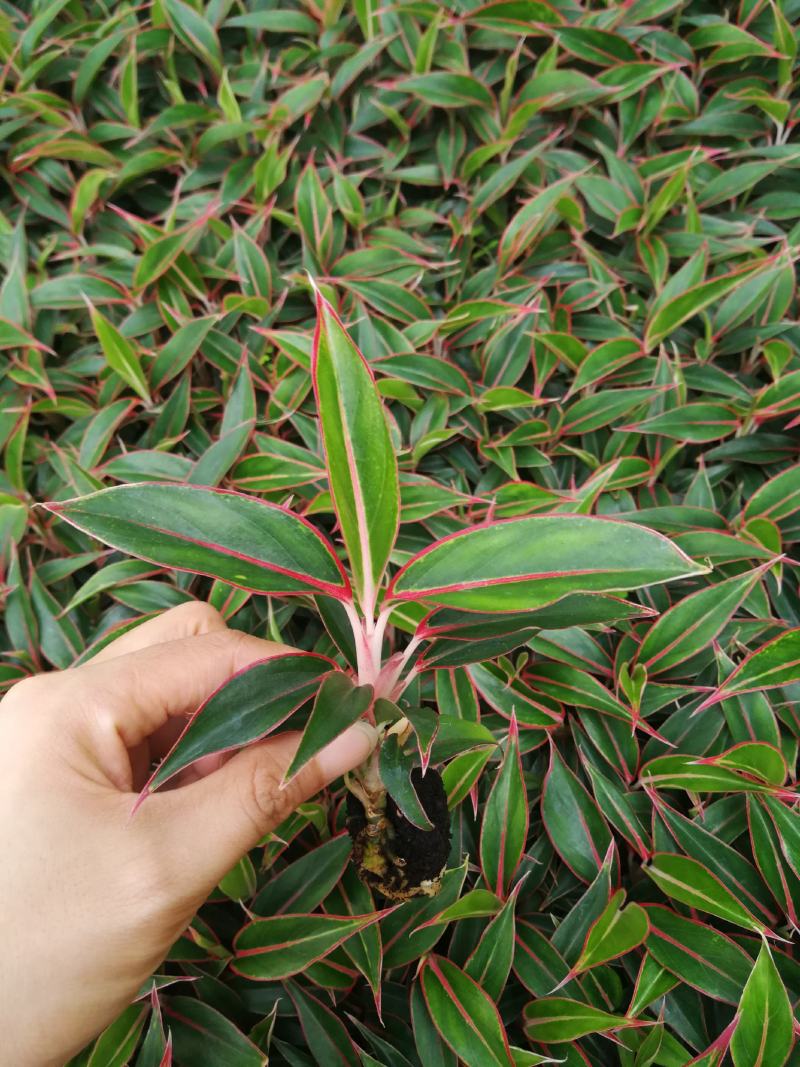 粗肋草穴盘苗万年红观叶植物室内小盆栽组培穴盘苗