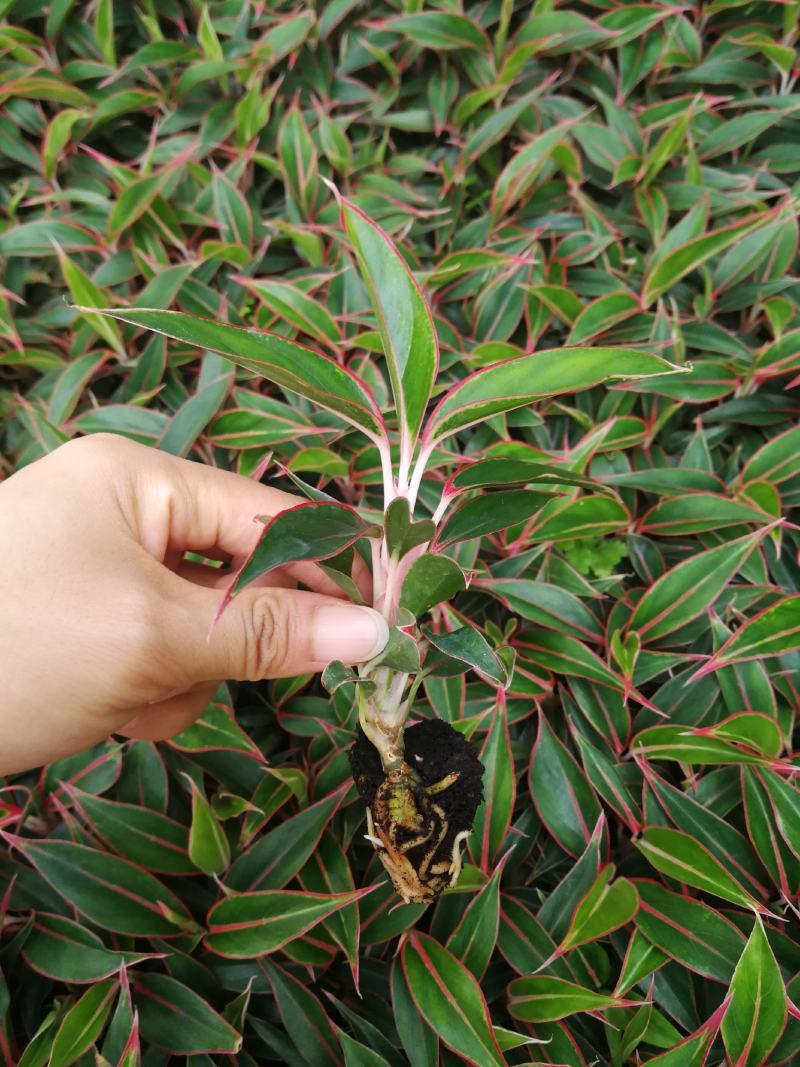 粗肋草穴盘苗万年红观叶植物室内小盆栽组培穴盘苗