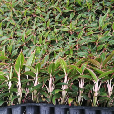 粗肋草穴盘苗万年红观叶植物室内小盆栽组培穴盘苗