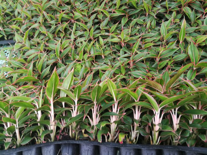 粗肋草穴盘苗万年红观叶植物室内小盆栽组培穴盘苗
