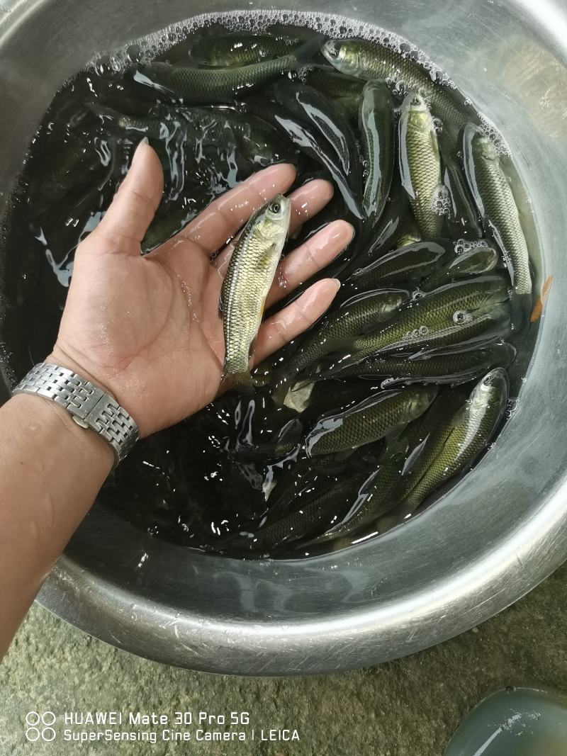 草鱼苗，容易养、防疫好、密度高、效益好、包质、包量