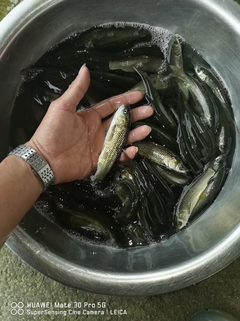 草鱼苗，容易养、防疫好、密度高、效益好、包质、包量