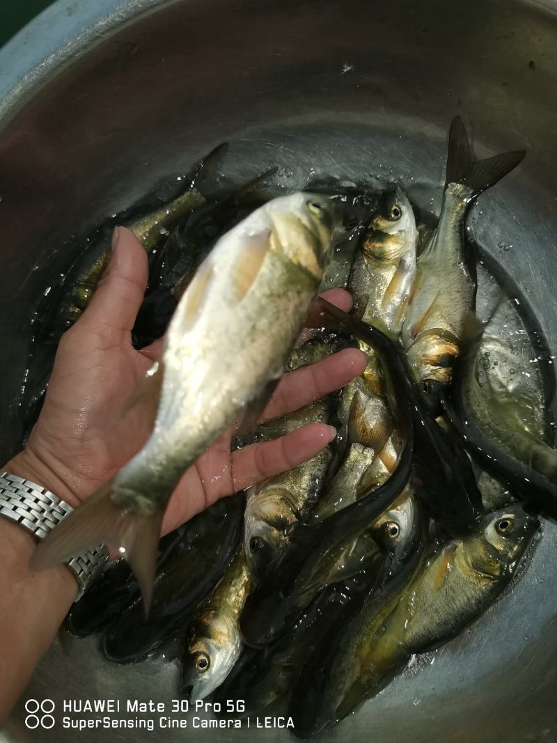 花身大头苗包量包量包安全送达，提供养殖技术