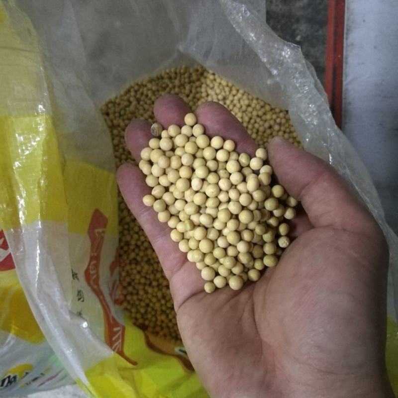 大豆种子黄豆种子老品种，推荐高产早熟矮，黄豆包邮到家！