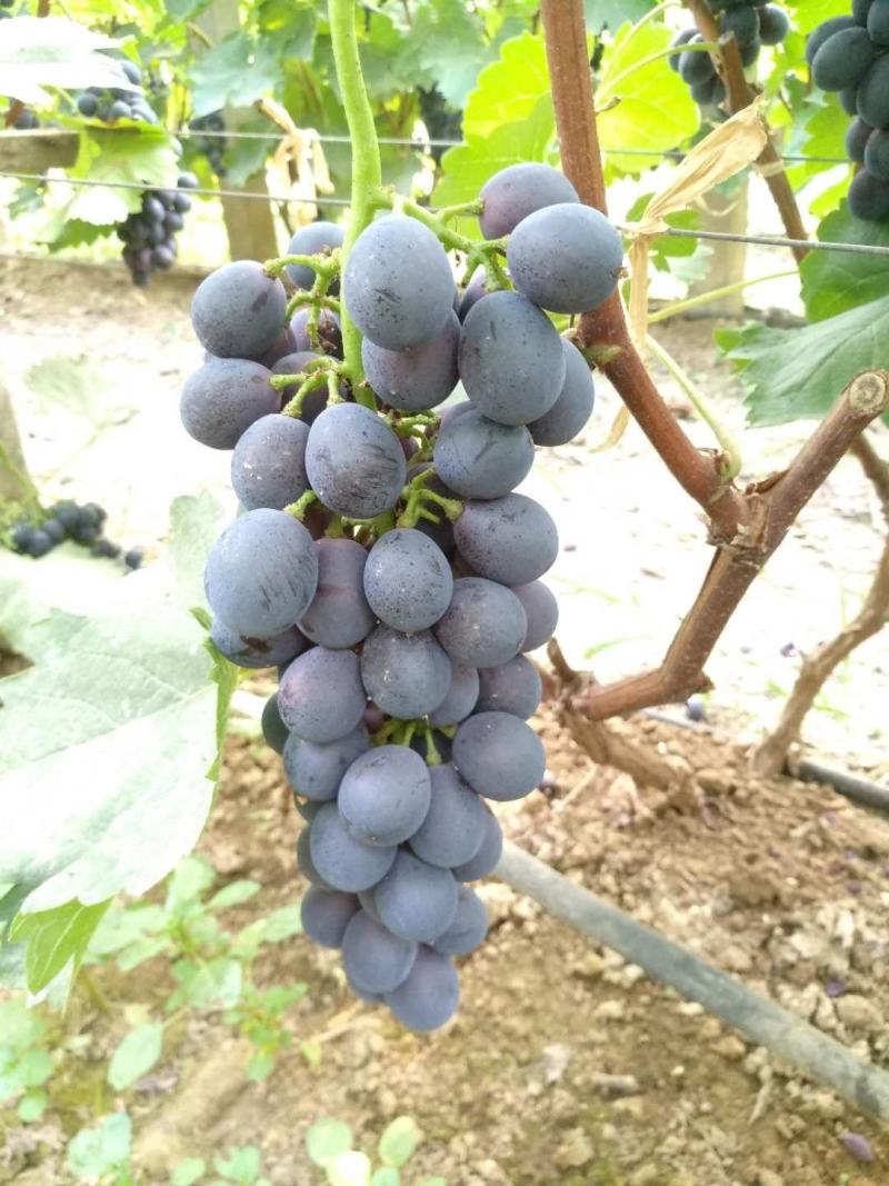 夏黑葡萄，量大优惠，口感果粉没得说