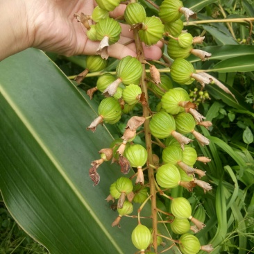 贞丰砂仁，晒干砂仁（出售）