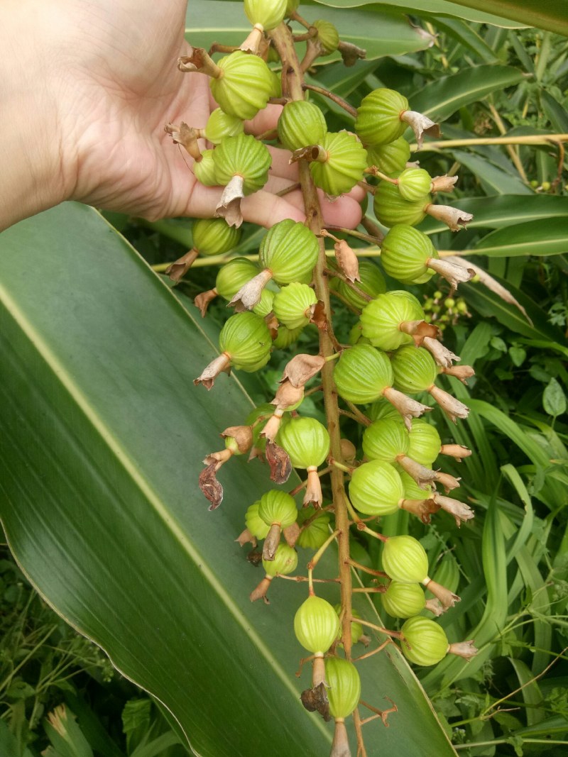 贞丰砂仁，晒干砂仁（出售）