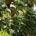 鲁嵩口园黄梨大量上市，自产自销